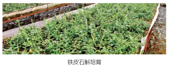 广西国有雅长林场2